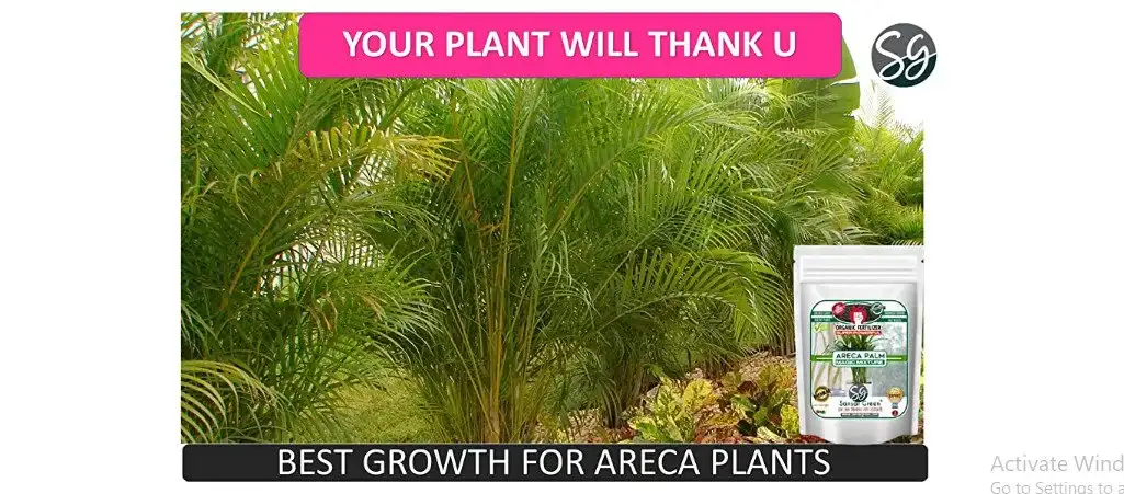 Areca Palm Magic Mixture Fertilizer Best Fertilizer For Areca Palm Plants From Sansar Green