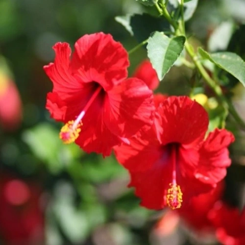 NPK 25:10:15 Best Fertilizer For All Flower Plants From Sansar Green