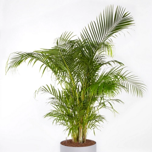 Sansar Green Areca Palm Magic Mixture fertilizer