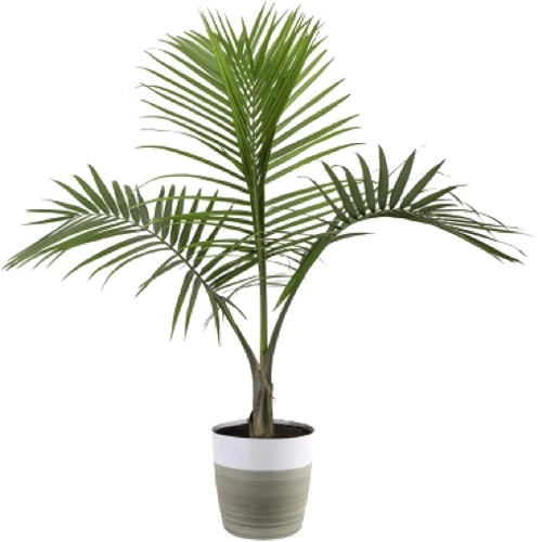 Sansar Green Areca Palm Live Plant From Sansar Green