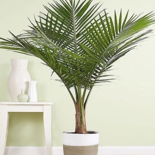 Sansar Green Areca Palm Plant