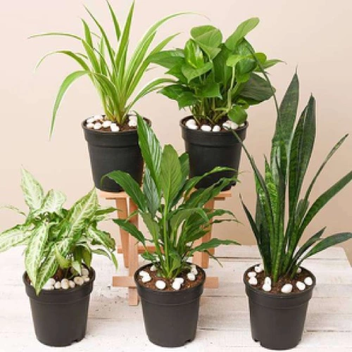 Sansar Green Indoor Plant Growth Liquid Drops Fertilizer From Sansar Green