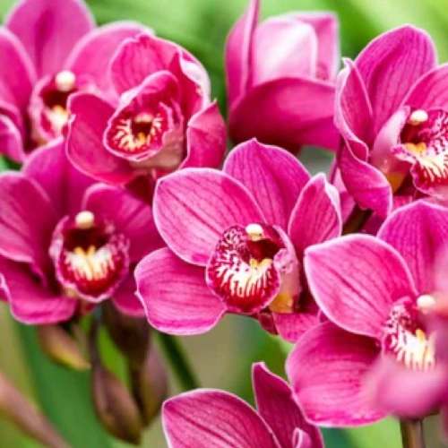 Sansar Green Orchid Bloom Powder Fertilizer From Sansar Green
