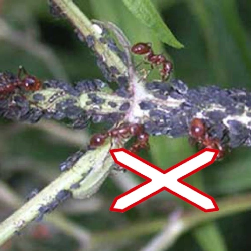 Sansar Green Red Ant Hit Spray Super Powerful Liquid Spray