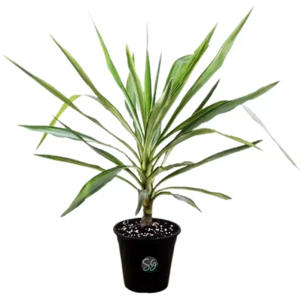 Sansar Green Yucca Plant