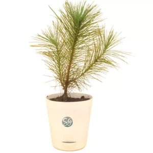 Sansar Green Masson Pine Plant