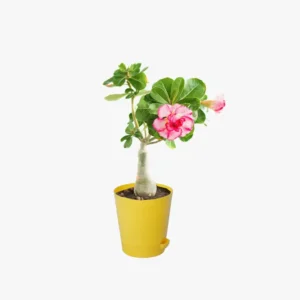 Sansar Green Adenium Desert Rose Plant in self watering pot