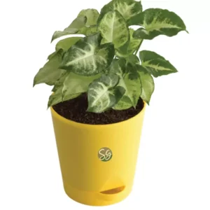 Sansar Green Mini Syngonium Plant