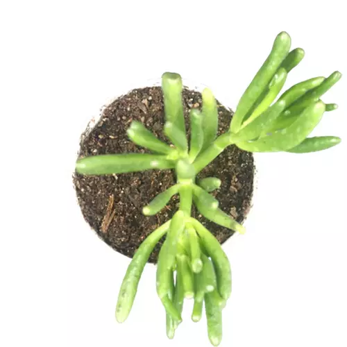 Sansar Green Ovata Plant