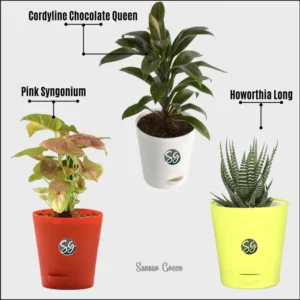 Sansar Green Combo of 3 indoor Plants With Pot From Sansar Green