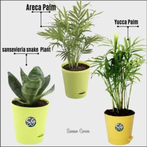 Sansar Green Air Purifying Plants From Sansar Green