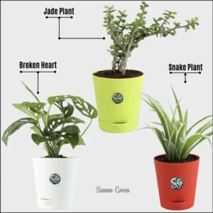 Sansar Green Combo of 3 Indoor Live Plants for Home & Living Room with Pot From Sansar Green